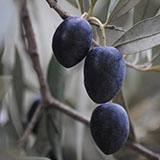 Olives noires